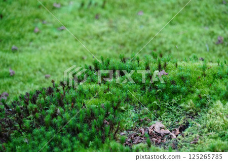 苔蘚地 苔蘚地 125265785