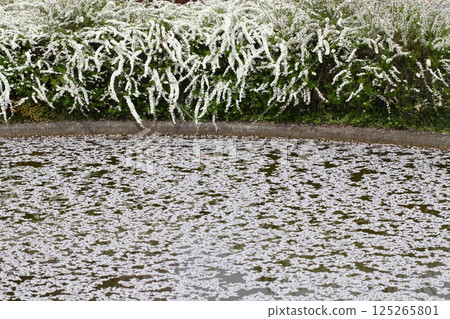 Spiraea flowers and a raft of Spiraea flowers 125265801
