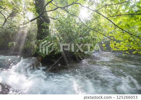 A sparkling landscape of clear streams in the forest: Oyamakiyazawa mountain stream 125266053