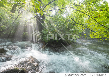 A sparkling landscape of clear streams in the forest: Oyamakiyazawa mountain stream 125266054