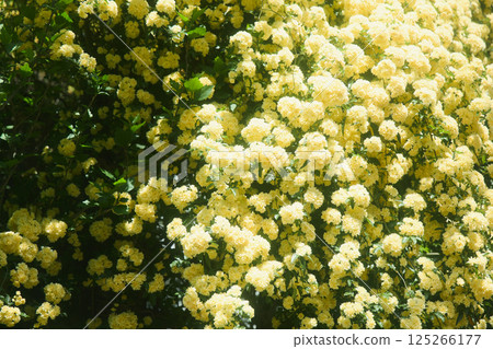 春天的黃玫瑰 125266177