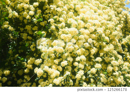 春天的黃玫瑰 125266178