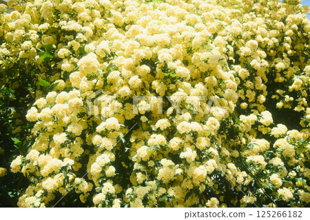 Spring's Yellow Rose Spring's Yellow Rose 125266182