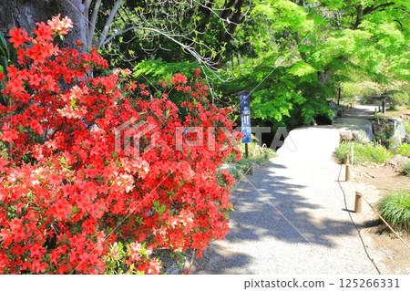 Rikugien Garden "Togetsukyo Bridge" 125266331