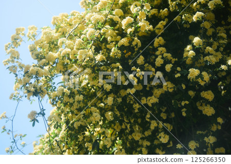 Spring's Yellow Rose 125266350