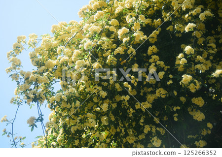 春天的黃玫瑰 春天的黃玫瑰 125266352