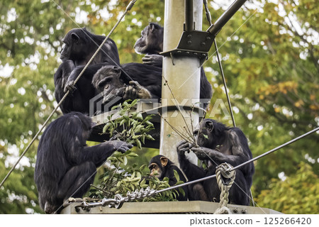 一群黑猩猩正在吃食物 125266420