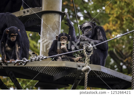 Chimpanzee eating food Chimpanzee eating food 125266421