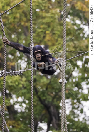一隻小黑猩猩抓著樹枝走過鋼絲繩 一隻小黑猩猩抓著樹枝走過鋼絲繩 125266422