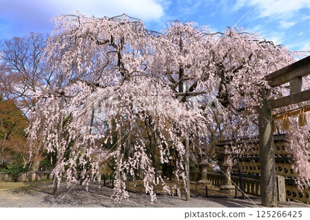 大石神社的櫻花(京都府山科) 大石神社的櫻花(京都府山科) 125266425