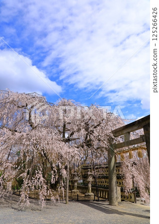 大石神社的櫻花（京都府山科） 125266426