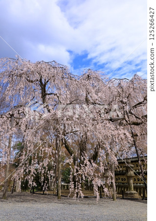 大石神社的櫻花（京都府山科） 125266427