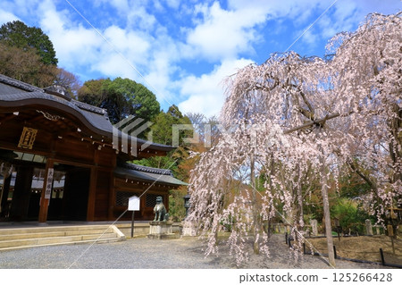 大石神社的櫻花（京都府山科） 125266428