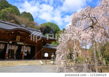 大石神社的櫻花（京都府山科） 125266429