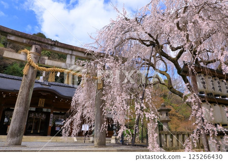大石神社的櫻花（京都府山科） 125266430