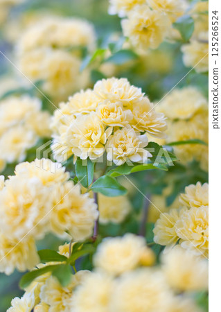 A fragrant yellow rose of the Banksea 125266524