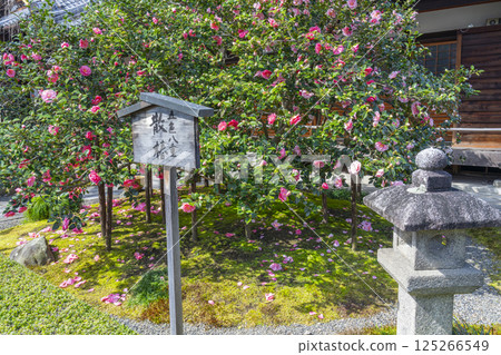 Kyoto, Koyosan Jizoin Temple, Five-colored double-petaled camellia 125266549