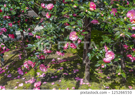京都,高野山地藏院,五色重瓣山茶花 京都,高野山地藏院,五色重瓣山茶花 125266550
