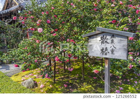 京都,高野山地藏院,五色重瓣山茶花 京都,高野山地藏院,五色重瓣山茶花 125266552