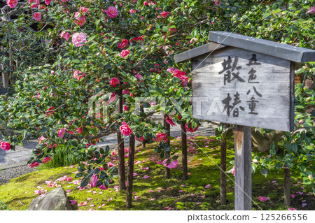 Kyoto, Koyosan Jizoin Temple, Five-colored double-petaled camellia 125266556