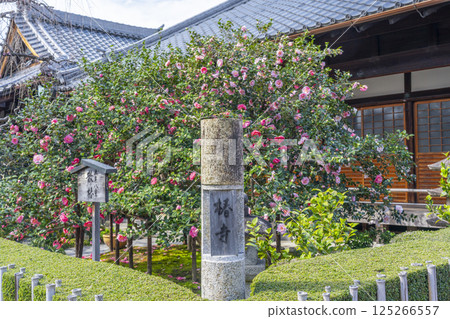 Kyoto, Koyosan Jizoin Temple, Five-colored double-petaled camellia 125266557