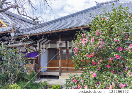 Kyoto Jizoin Temple, five-colored double-petaled camellia 125266562