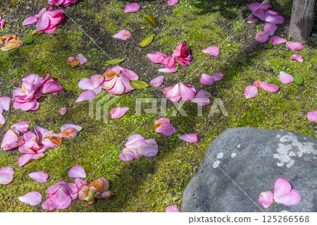 京都地藏院,五色重瓣山茶花 京都地藏院,五色重瓣山茶花 125266568