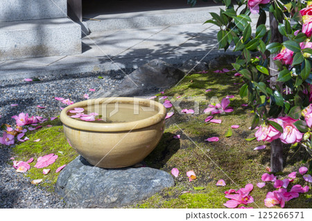 Kyoto Jizoin Temple, five-colored double-petaled camellia 125266571