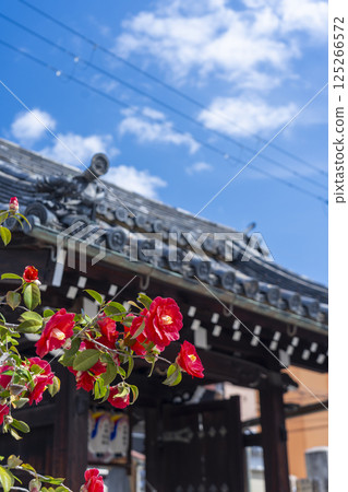 Kyoto Jizoin Tsubakiji Temple Camellia and mountain gate Kyoto Jizoin Tsubakiji Temple Camellia and mountain gate 125266572