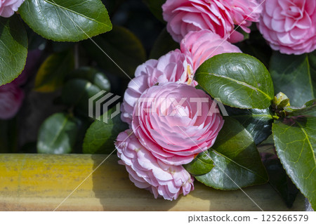 Kyoto Jizoin Temple, five-colored double-petaled camellia 125266579