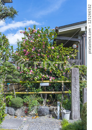 Kyoto Jizoin Temple, five-colored double-petaled camellia 125266582