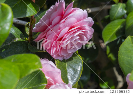 京都地藏院,五色重瓣山茶花 京都地藏院,五色重瓣山茶花 125266585