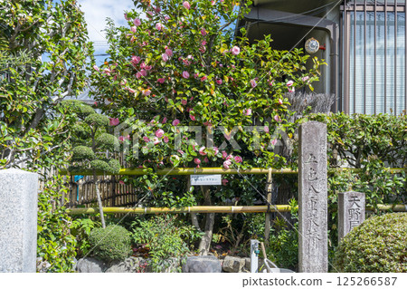 京都地藏院，五色重瓣山茶花 125266587