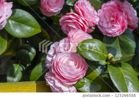 京都地藏院，五色重瓣山茶花 125266588