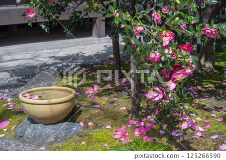 京都地藏院,五色重瓣山茶花 京都地藏院,五色重瓣山茶花 125266590