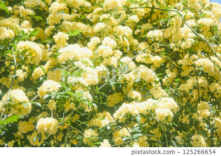 Spring's Yellow Rose Spring's Yellow Rose 125266654