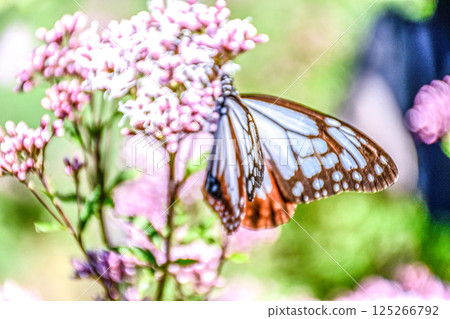 Chestnut tiger rest 125266792