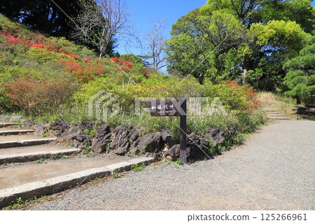 六義園“藤代通” 125266961