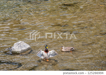 Mallard, Kamo River, Kyoto City 125266994