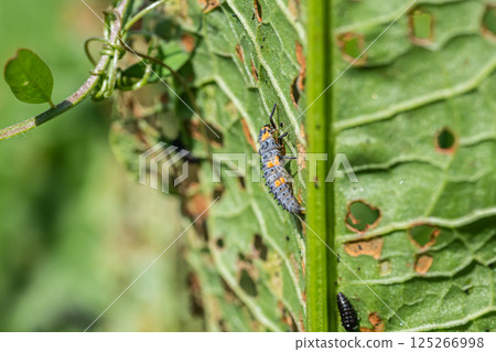 Ladybug larvae (seven-spotted ladybird) 125266998