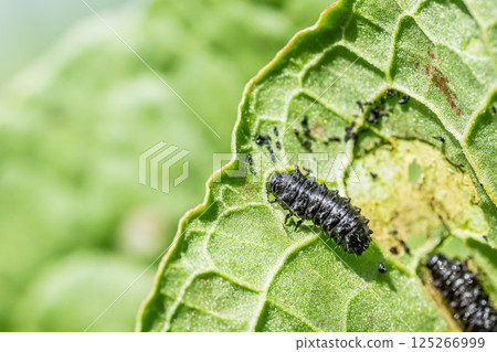 Larva beetle larva 125266999