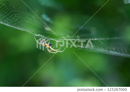 Leucauge blica 蜘蛛捕食昆蟲 Leucauge blica 蜘蛛捕食昆蟲 125267000