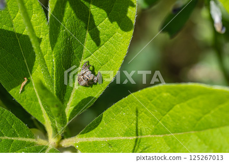 Jumping spider (cat fly) 125267013