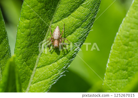 Sasamo Sasamo 125267015