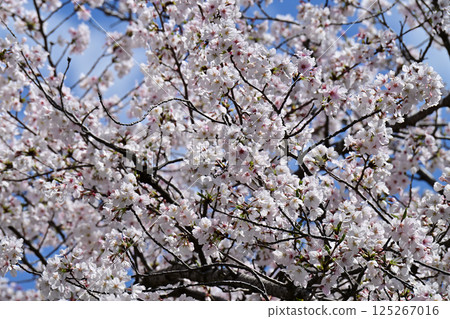 Cherry blossoms at Kanuma Park Cherry blossoms at Kanuma Park 125267016