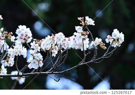Cherry blossoms at Kanuma Park Cherry blossoms at Kanuma Park 125267017