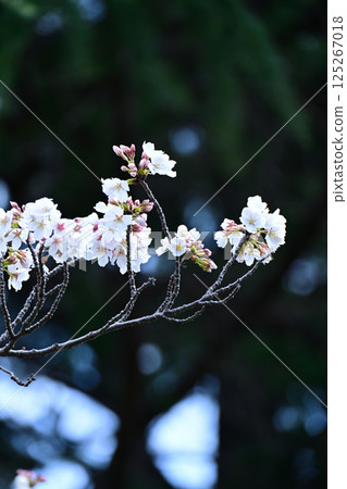 Cherry blossoms at Kanuma Park Cherry blossoms at Kanuma Park 125267018