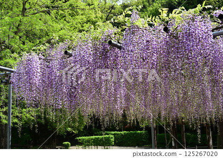  Wisteria flowers 125267020