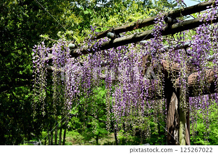  Wisteria flowers 125267022
