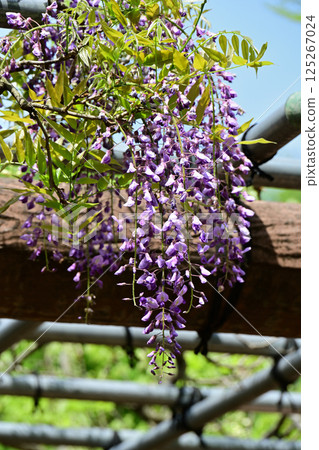 紫藤花 紫藤花 125267024